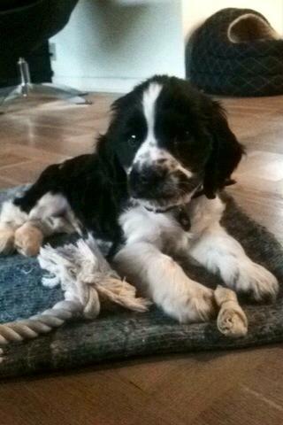 Cocker spaniel Aston billede 21