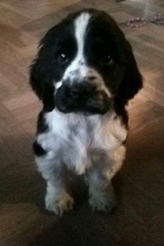 Cocker spaniel Aston billede 23