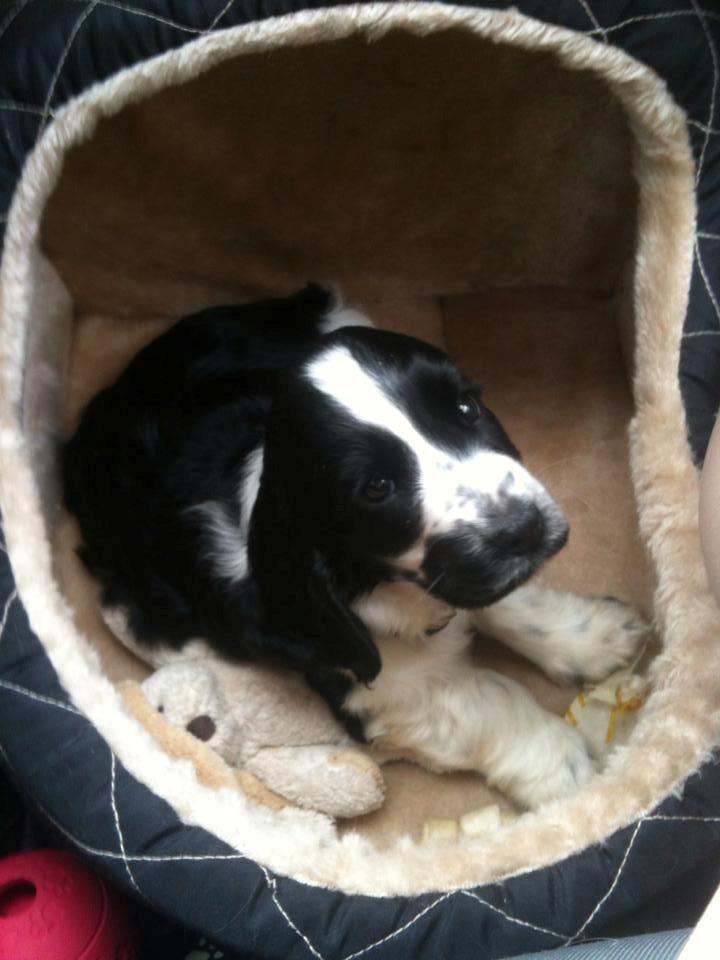 Cocker spaniel Aston billede 24