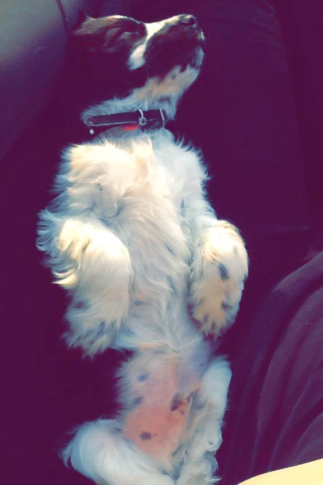 Cocker spaniel Aston billede 4