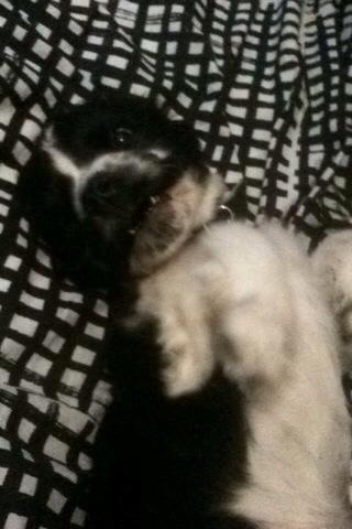 Cocker spaniel Aston billede 16