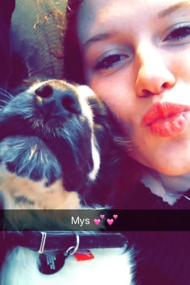 Cocker spaniel Aston billede 1