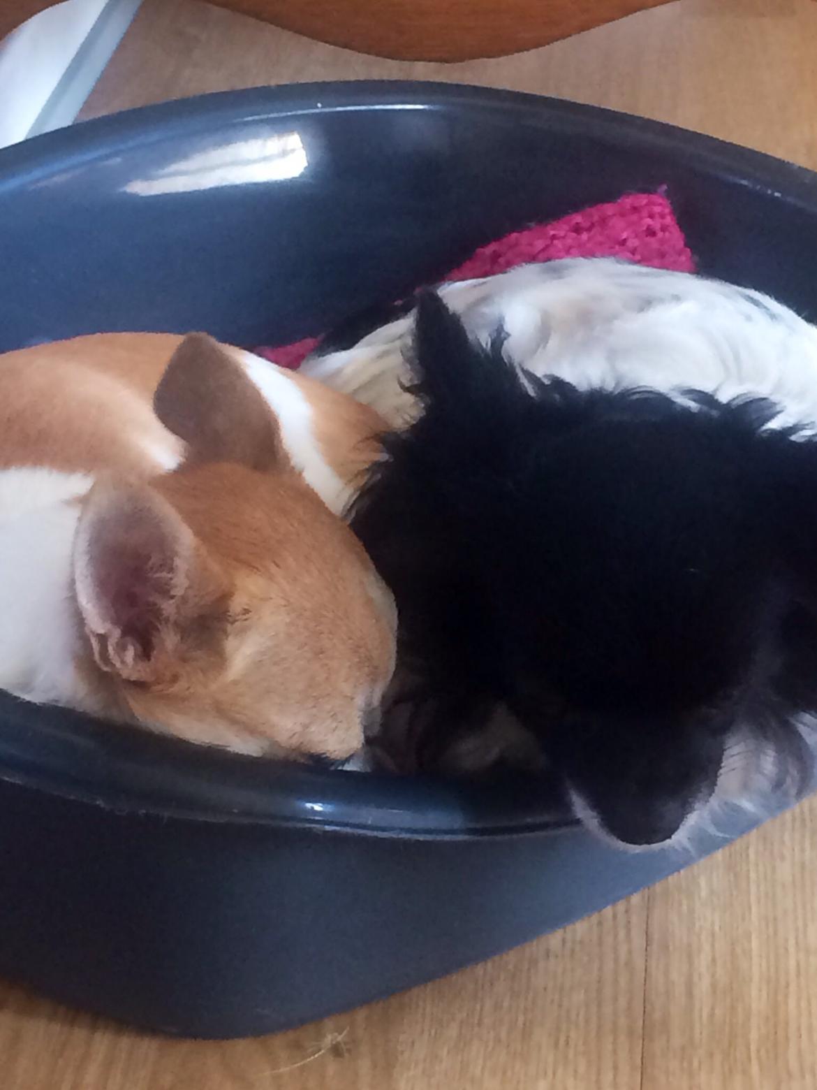 Chihuahua Maggie billede 8