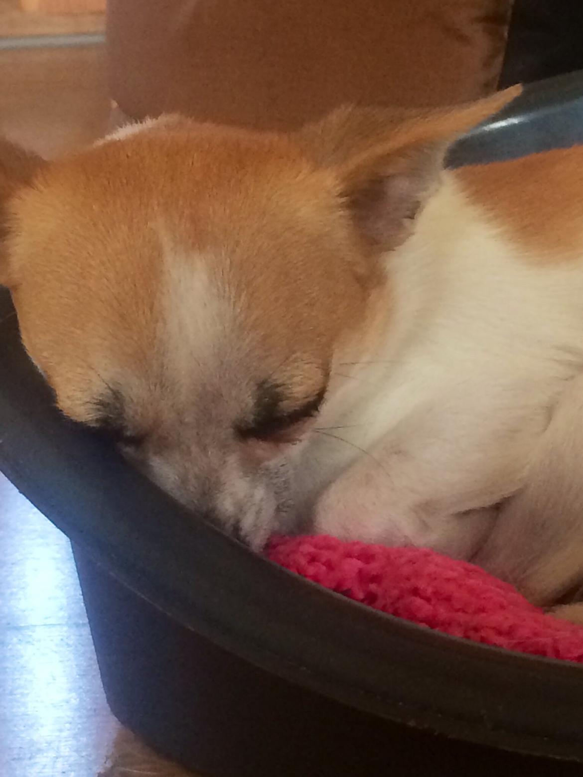 Chihuahua Maggie billede 9