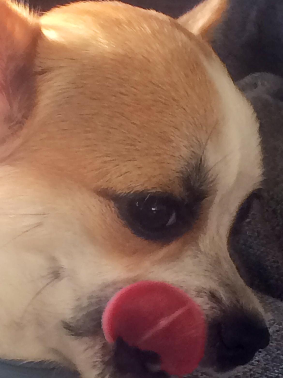 Chihuahua Maggie billede 10