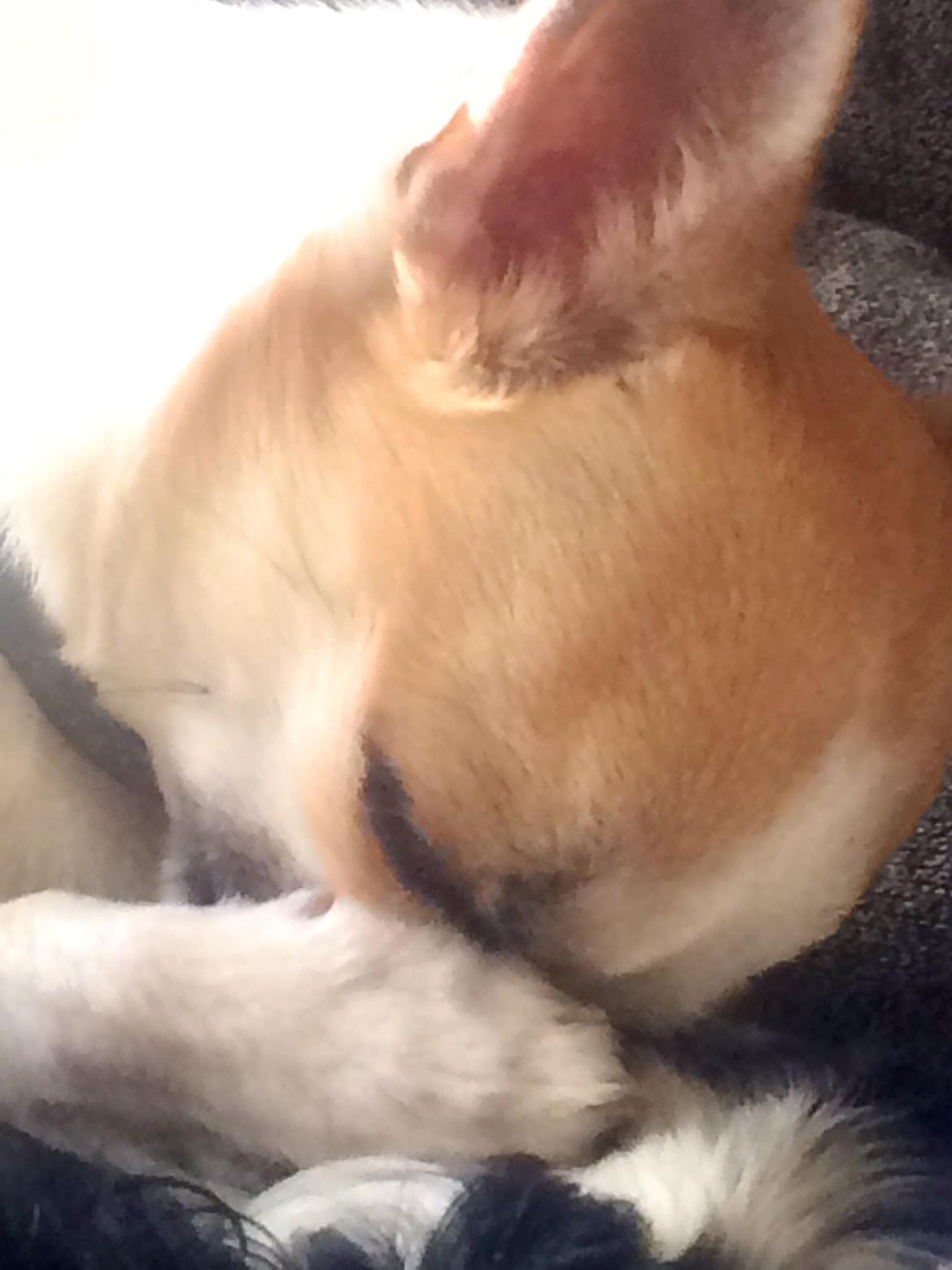 Chihuahua Maggie billede 11