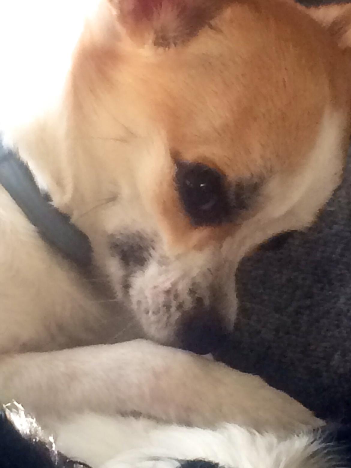 Chihuahua Maggie billede 12