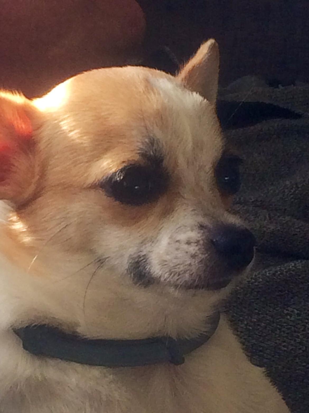 Chihuahua Maggie billede 13