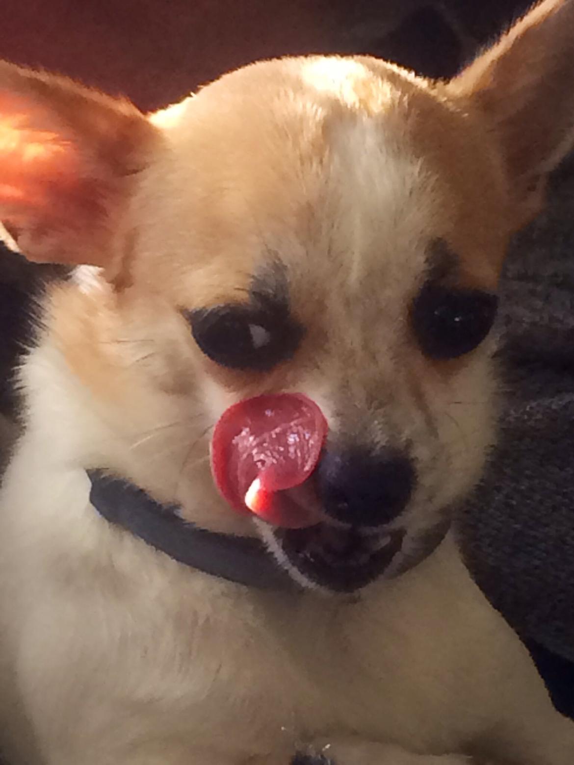 Chihuahua Maggie billede 14