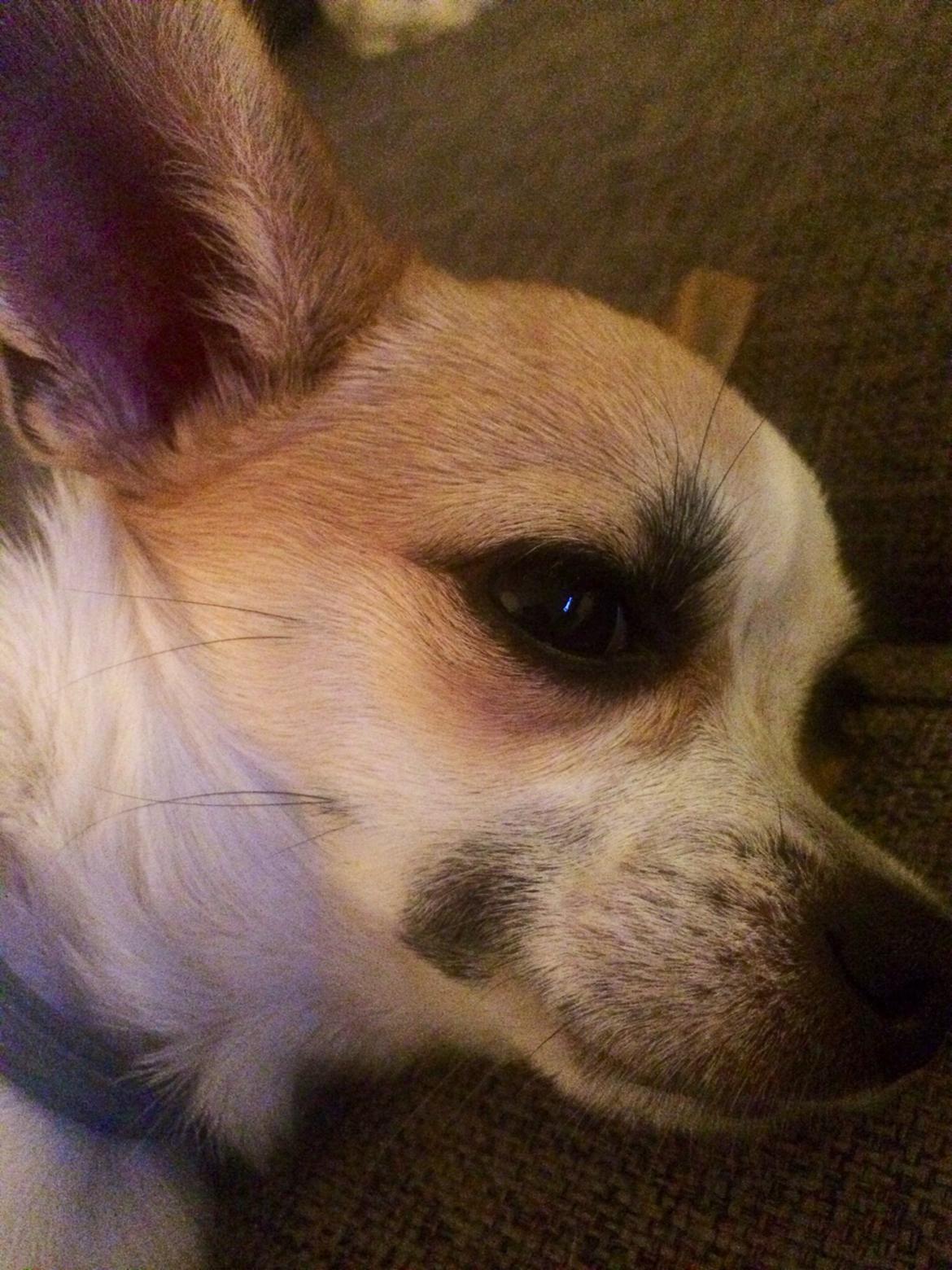 Chihuahua Maggie billede 15