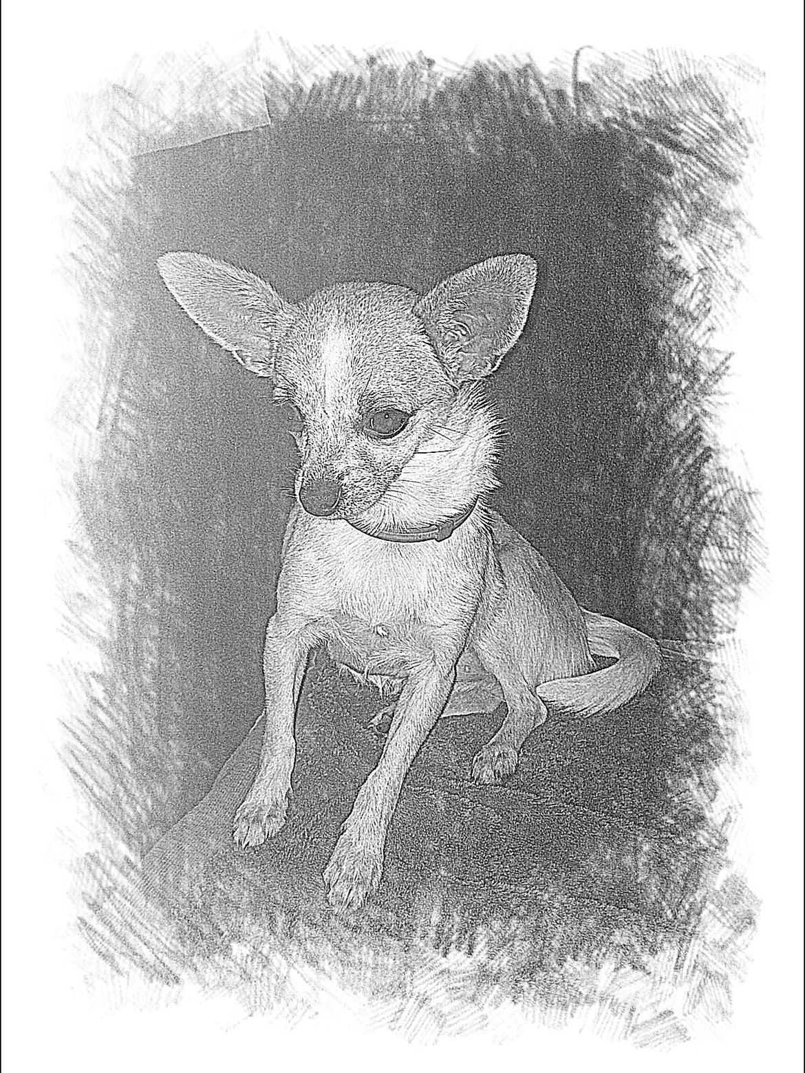 Chihuahua Maggie billede 16