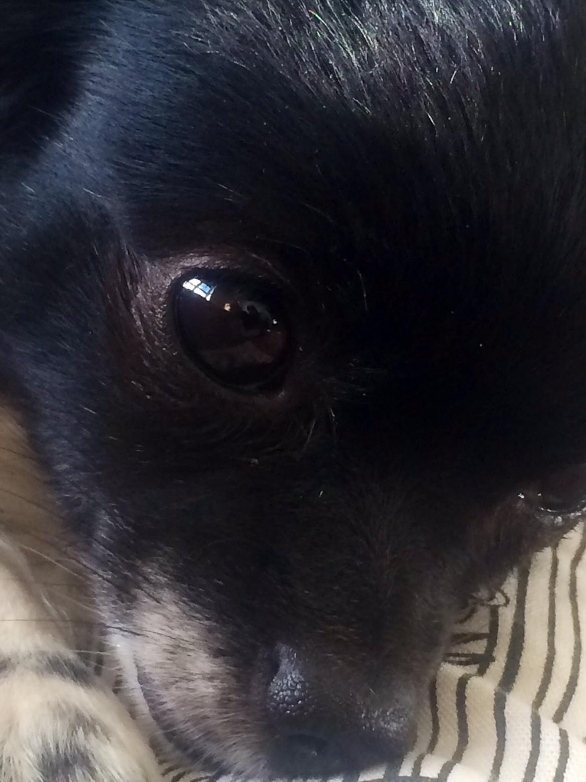 Chihuahua Mille <3 billede 22