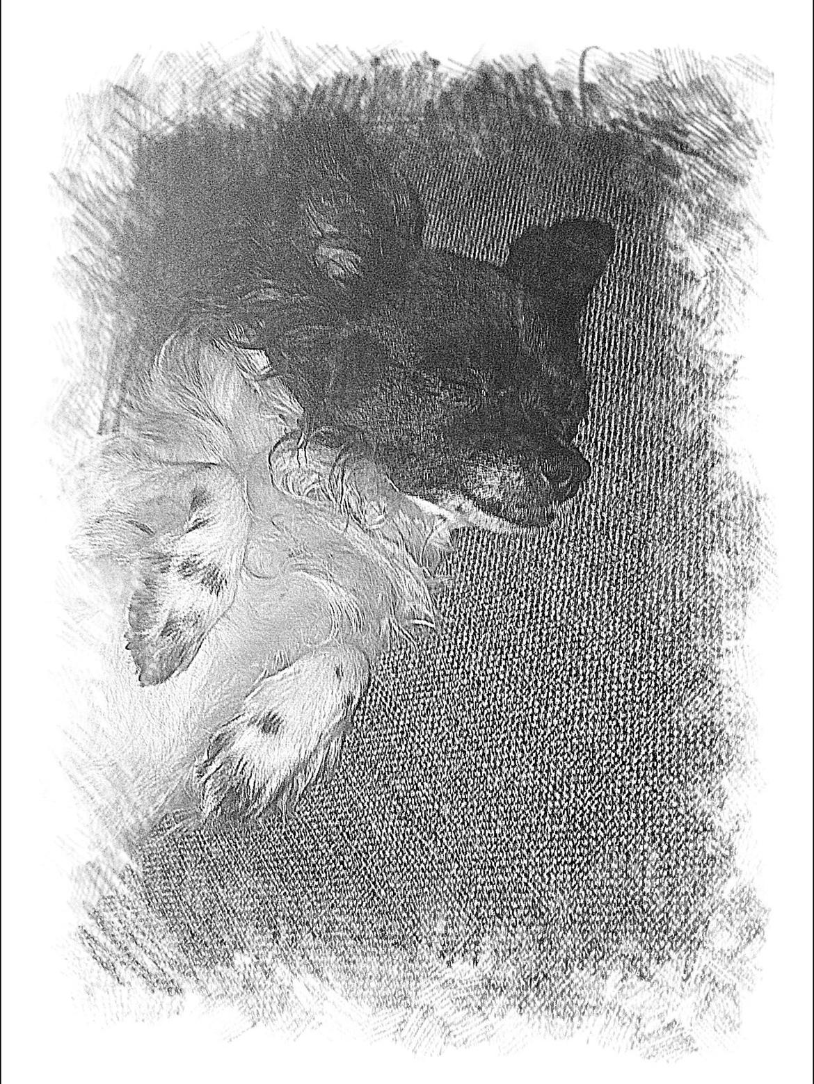 Chihuahua Mille <3 billede 23