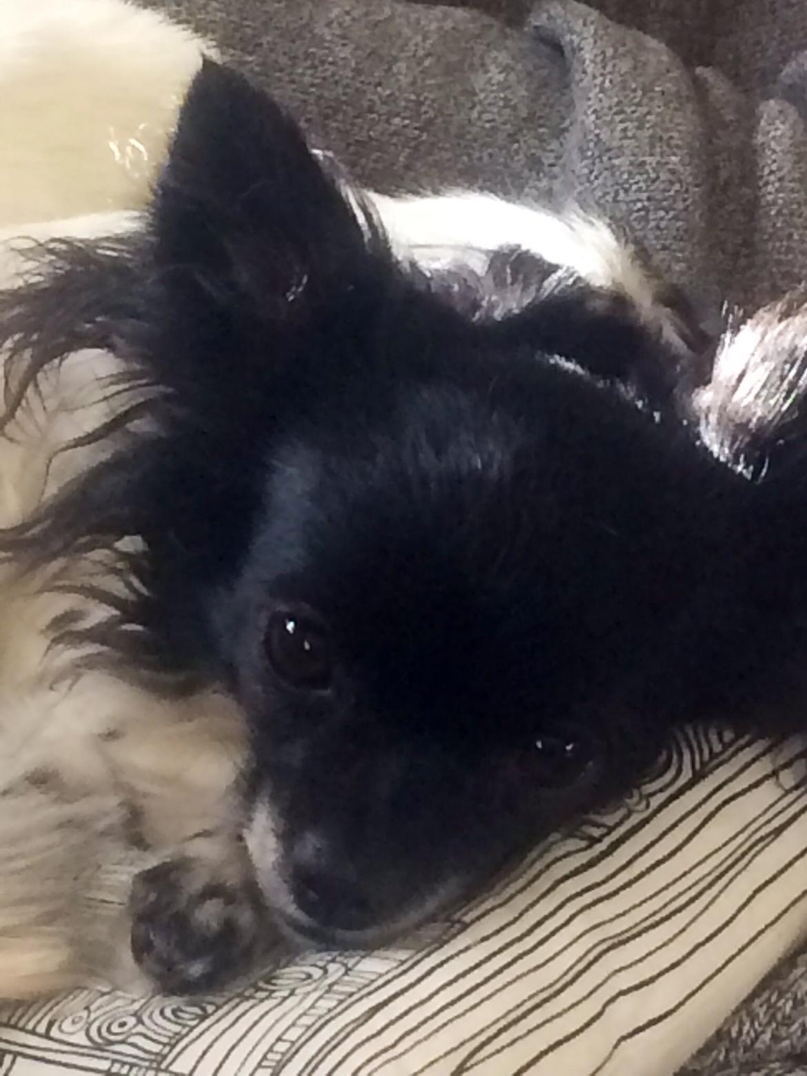 Chihuahua Mille <3 billede 24