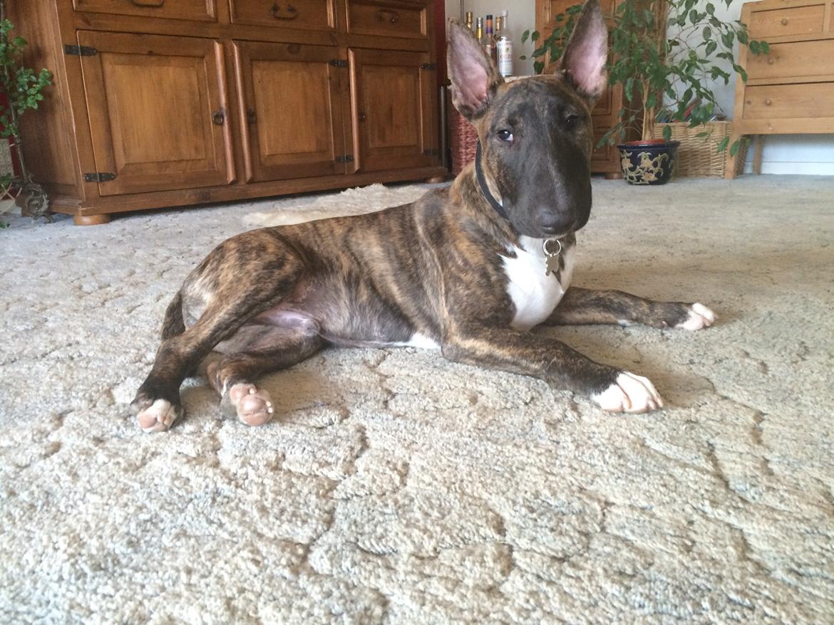 Bullterrier Ollie billede 1