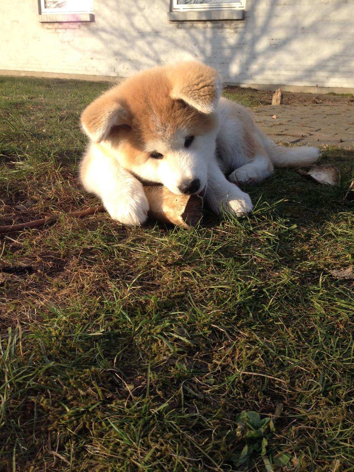 Akita inu K' Kaiser Go Akogareno billede 18