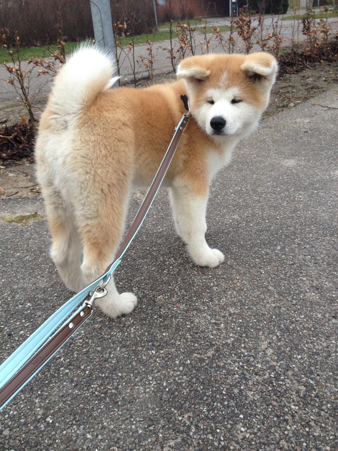 Akita inu K' Kaiser Go Akogareno billede 20