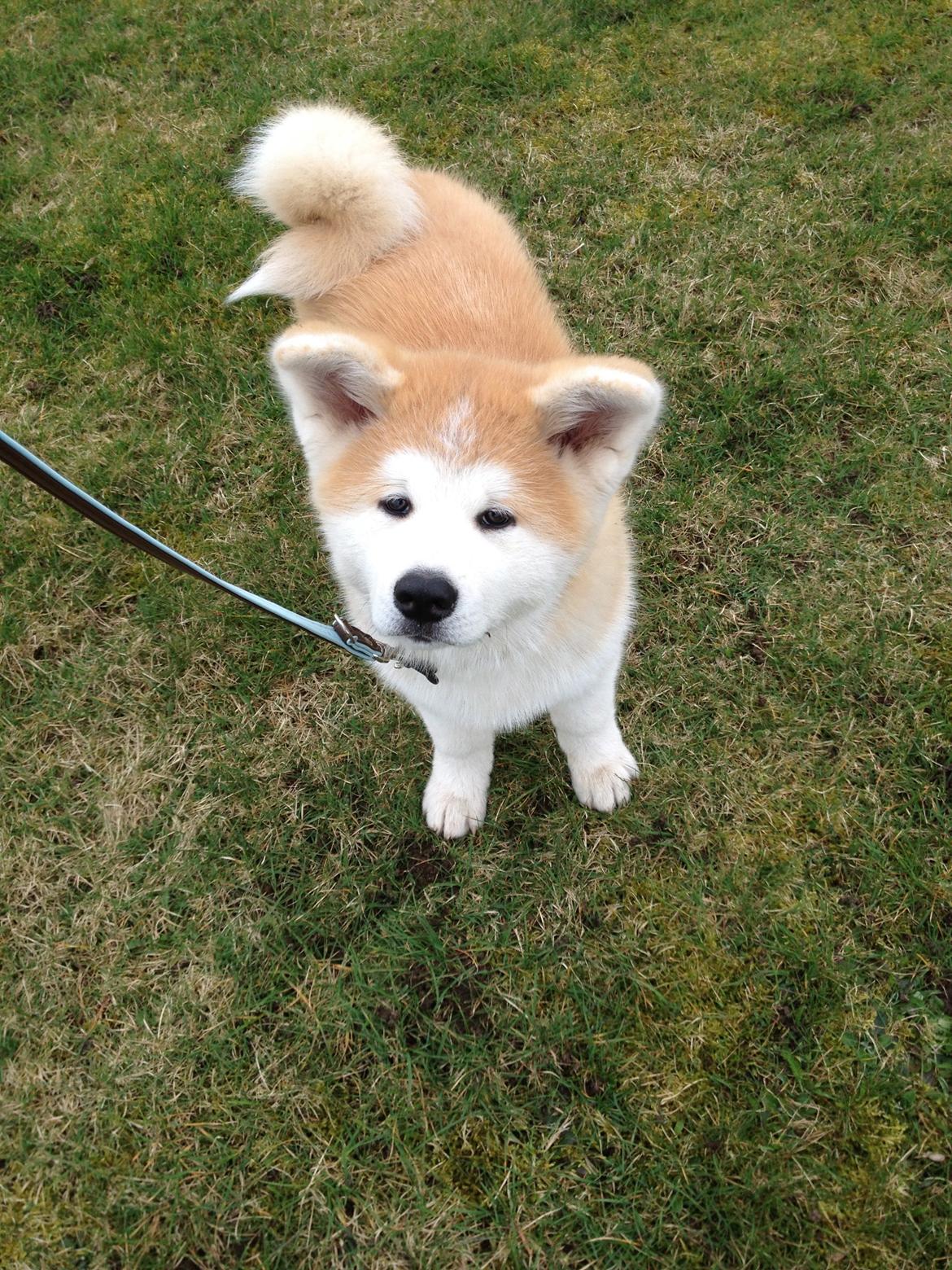 Akita inu K' Kaiser Go Akogareno billede 21