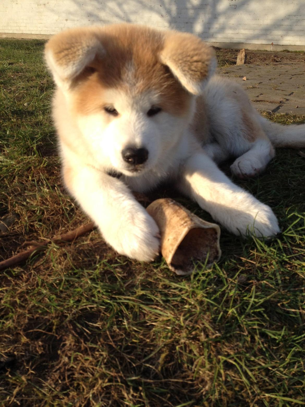 Akita inu K' Kaiser Go Akogareno billede 19