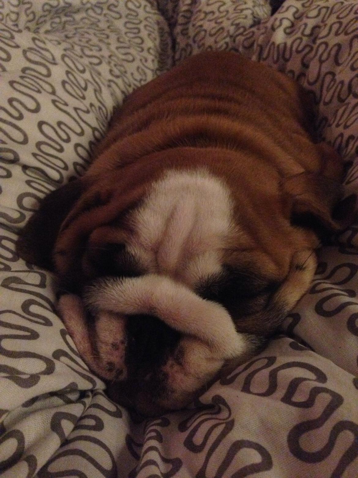 Engelsk bulldog Hermann billede 8