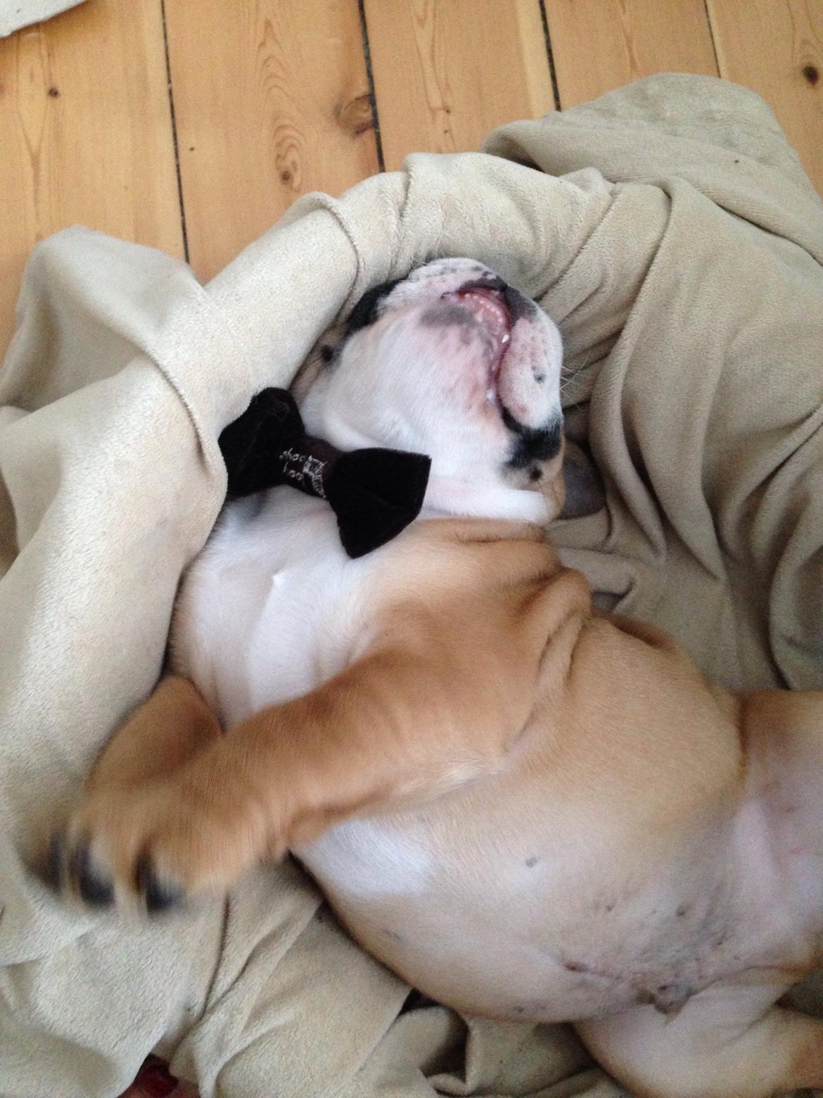 Engelsk bulldog Hermann billede 10