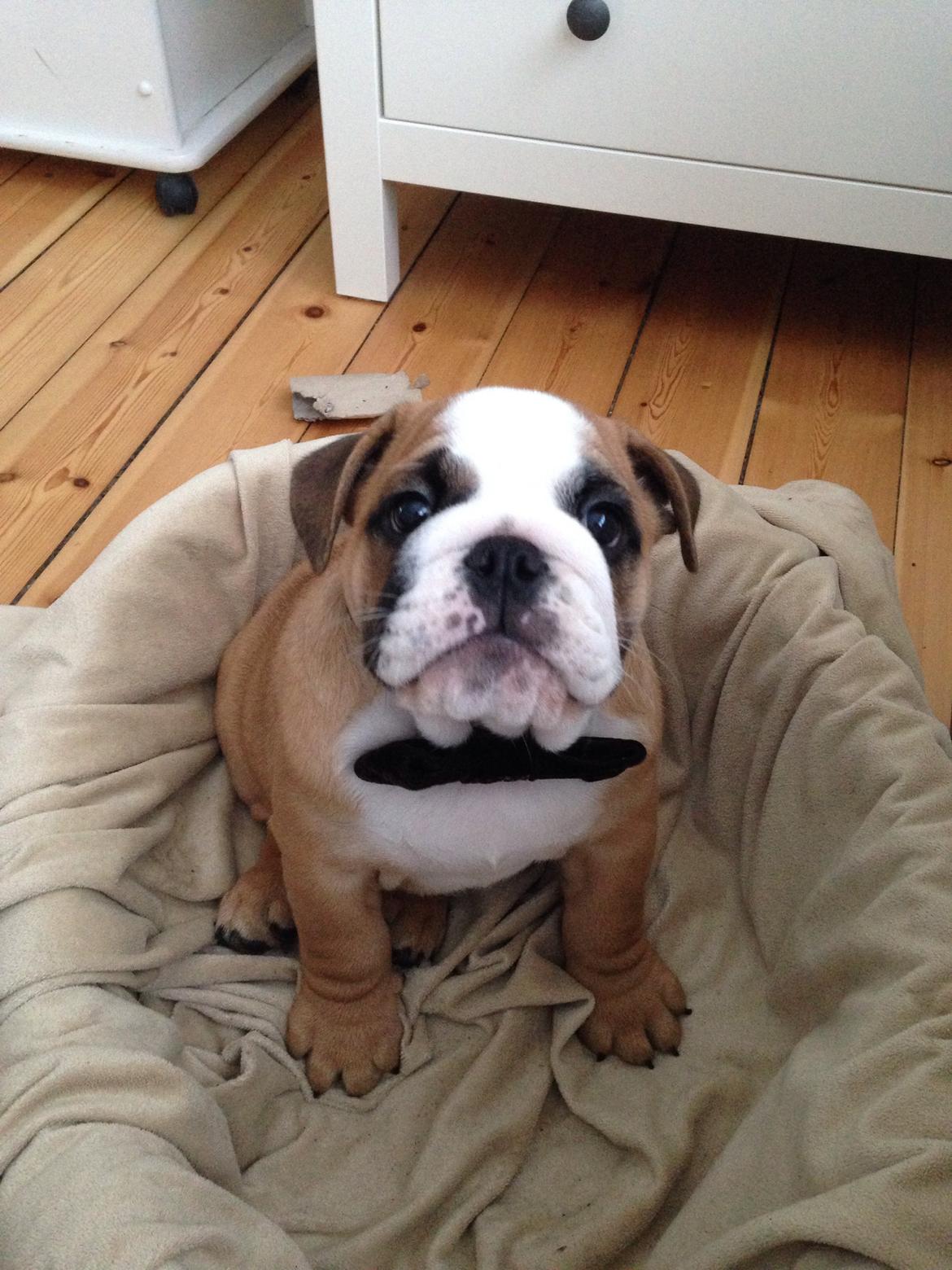 Engelsk bulldog Hermann billede 12