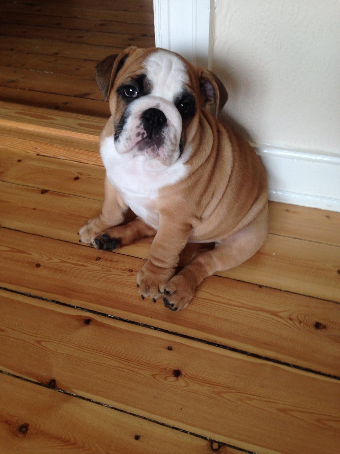 Engelsk bulldog Hermann billede 13