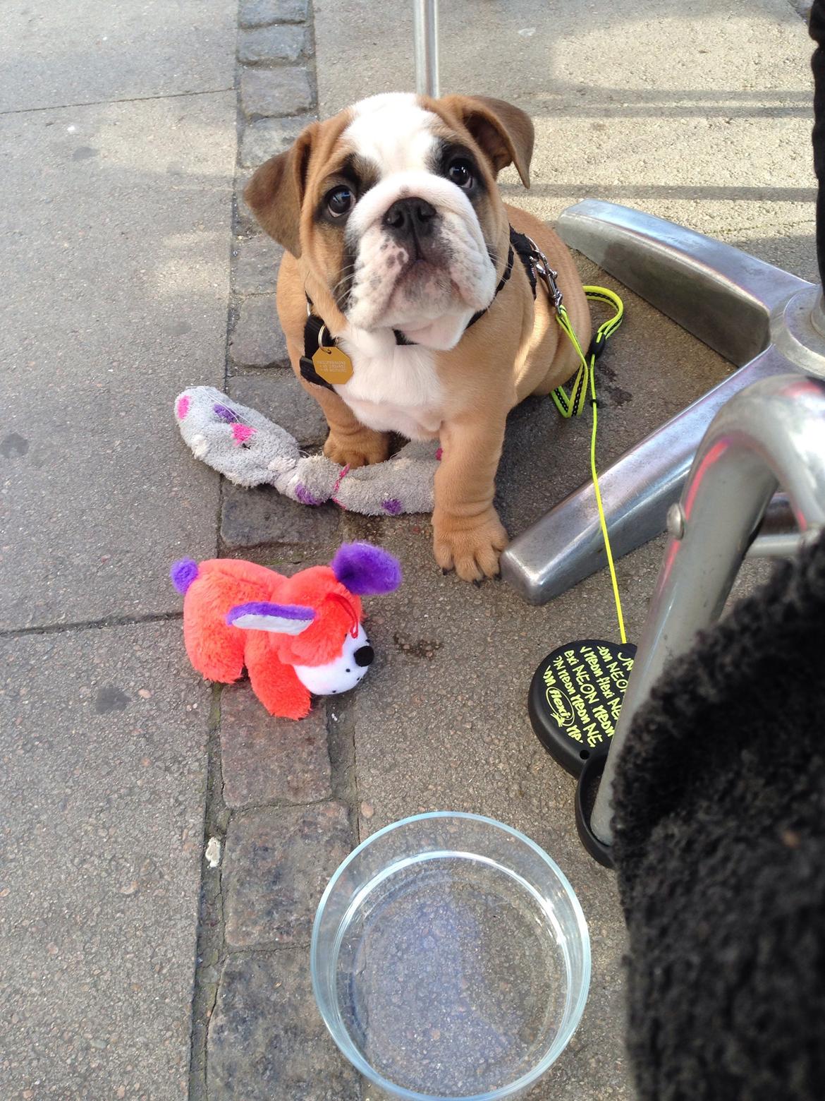 Engelsk bulldog Hermann billede 14