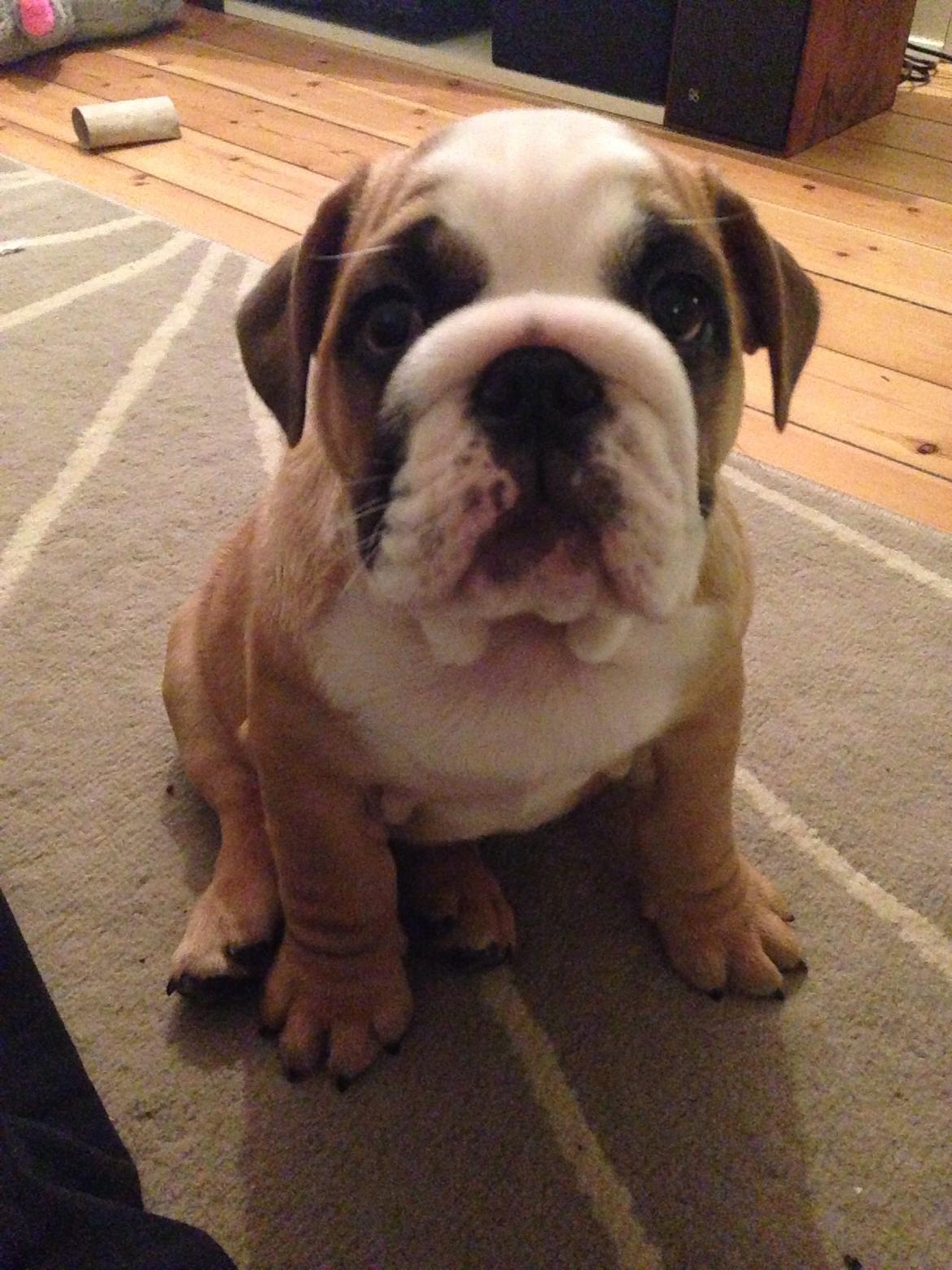 Engelsk bulldog Hermann billede 15