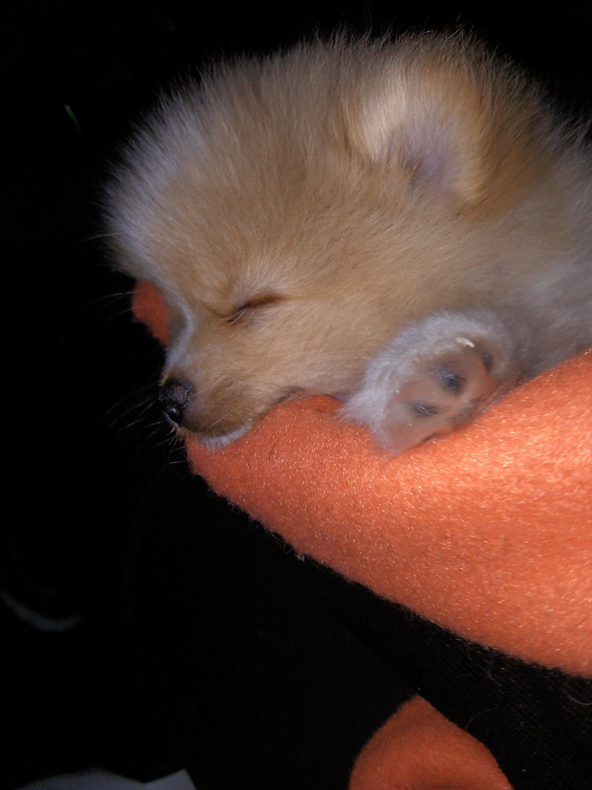 Pomeranian Cleo - Cleo 64 dag gammel. På vej hjem til hendes nye hjem i Virum. 4 timer i bil og hun tog det SÅ pænt billede 11