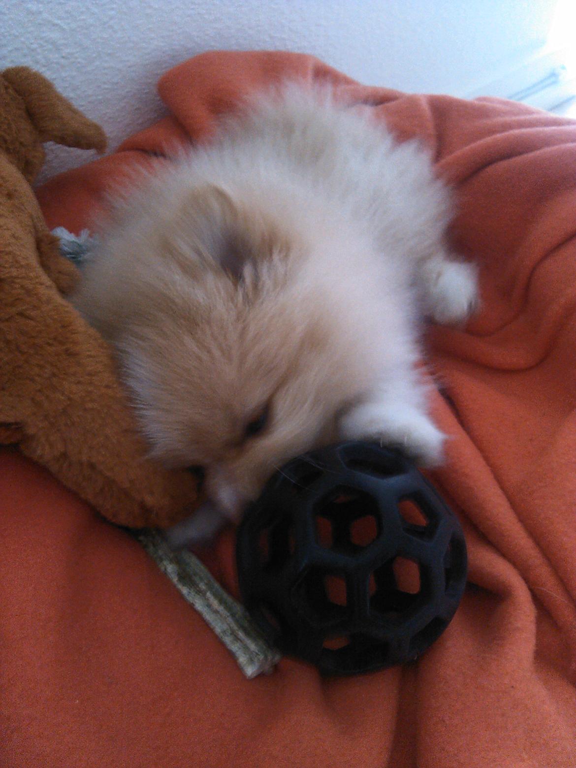 Pomeranian Cleo - Cleo 65 dag gammel. 1.dag i Virum billede 13