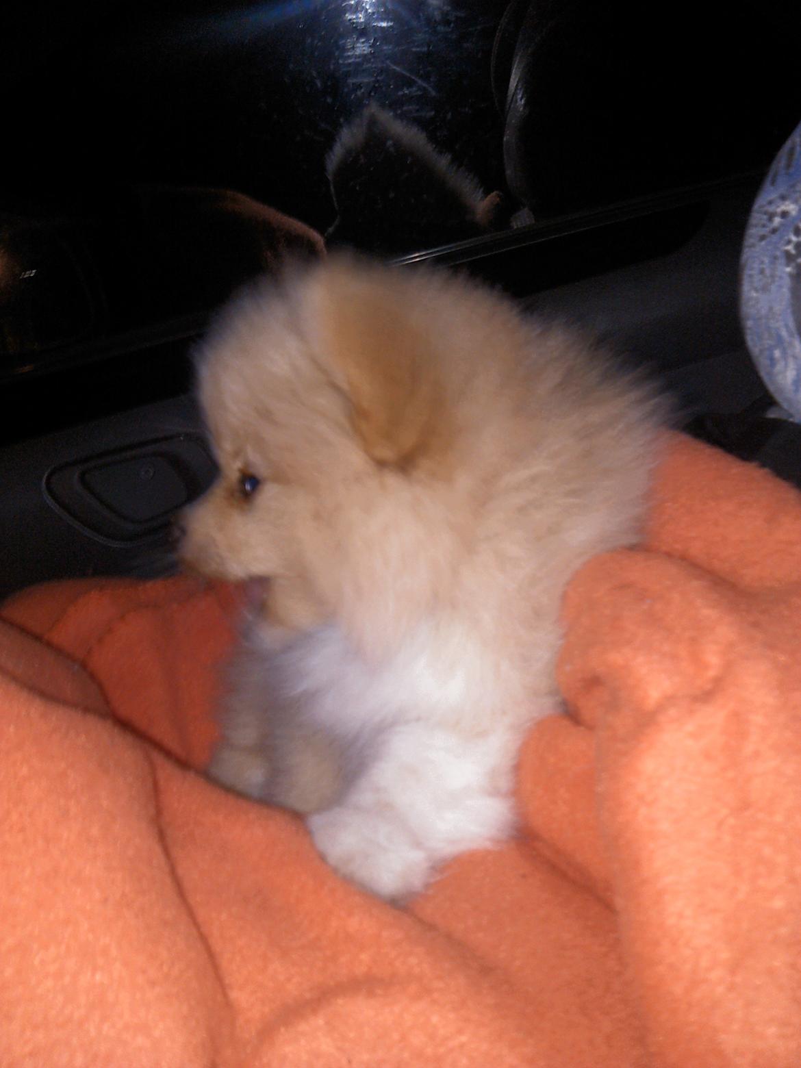 Pomeranian Cleo - Cleo 64 dag gammel. På vej hjem til hendes nye hjem i Virum. 4 timer i bil og hun tog det SÅ pænt billede 12