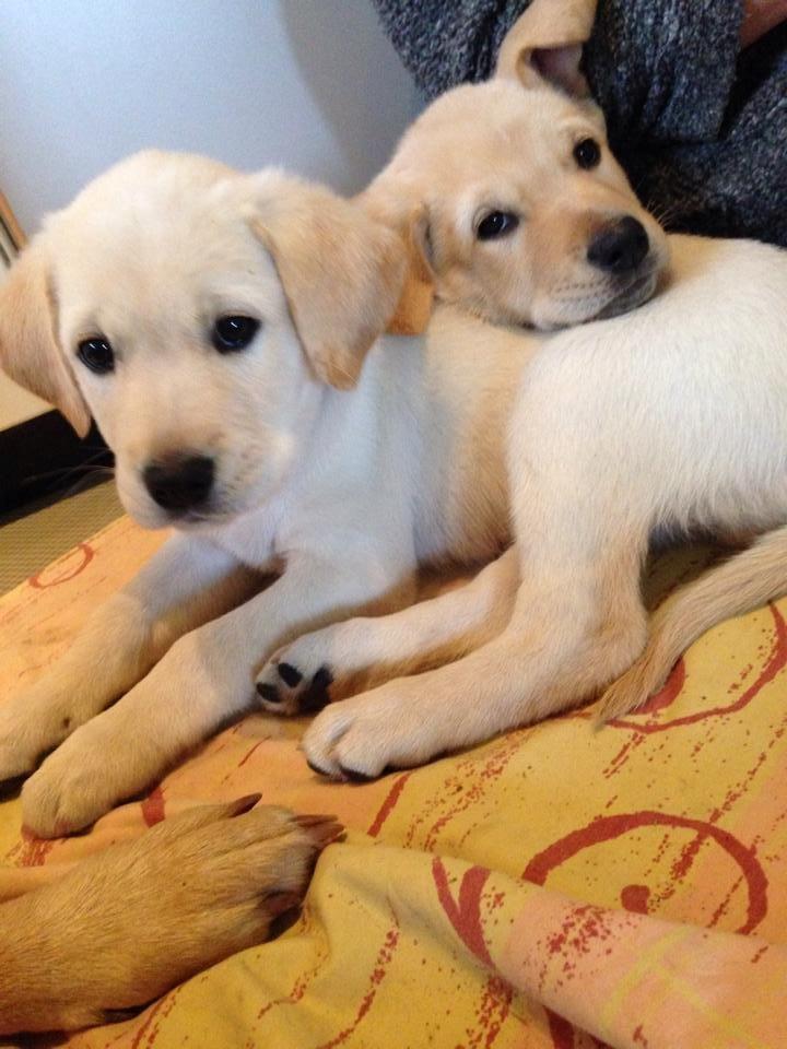 Blanding af racer Simba billede 28