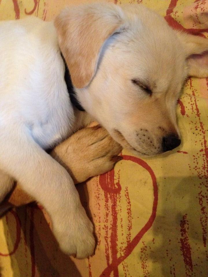 Blanding af racer Simba billede 27