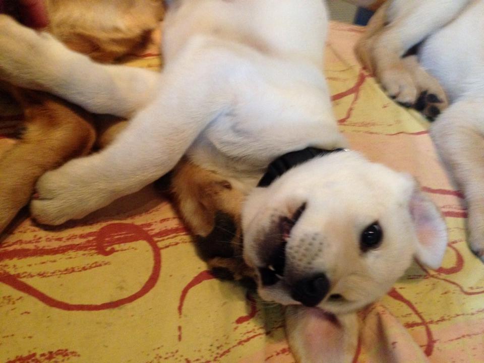 Blanding af racer Simba billede 25