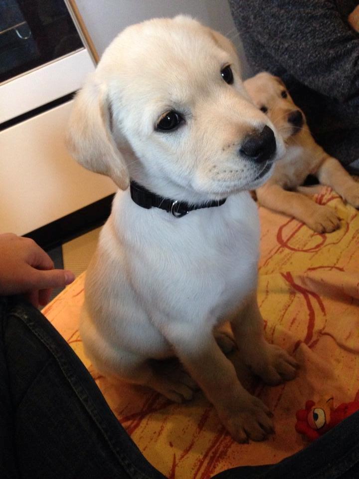 Blanding af racer Simba billede 26