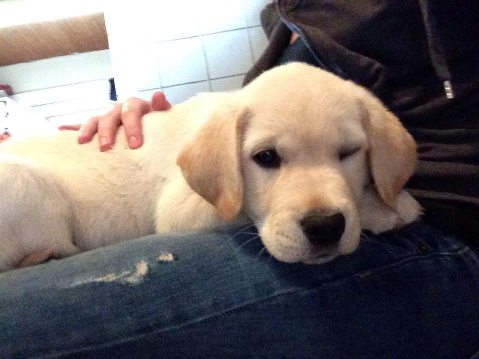 Blanding af racer Simba billede 29