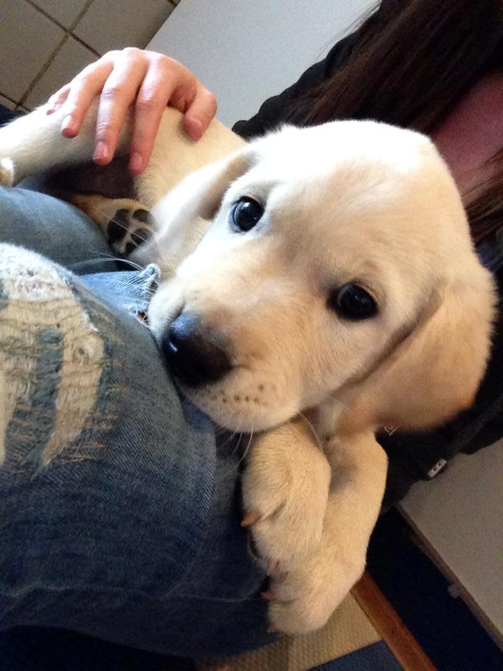 Blanding af racer Simba billede 30