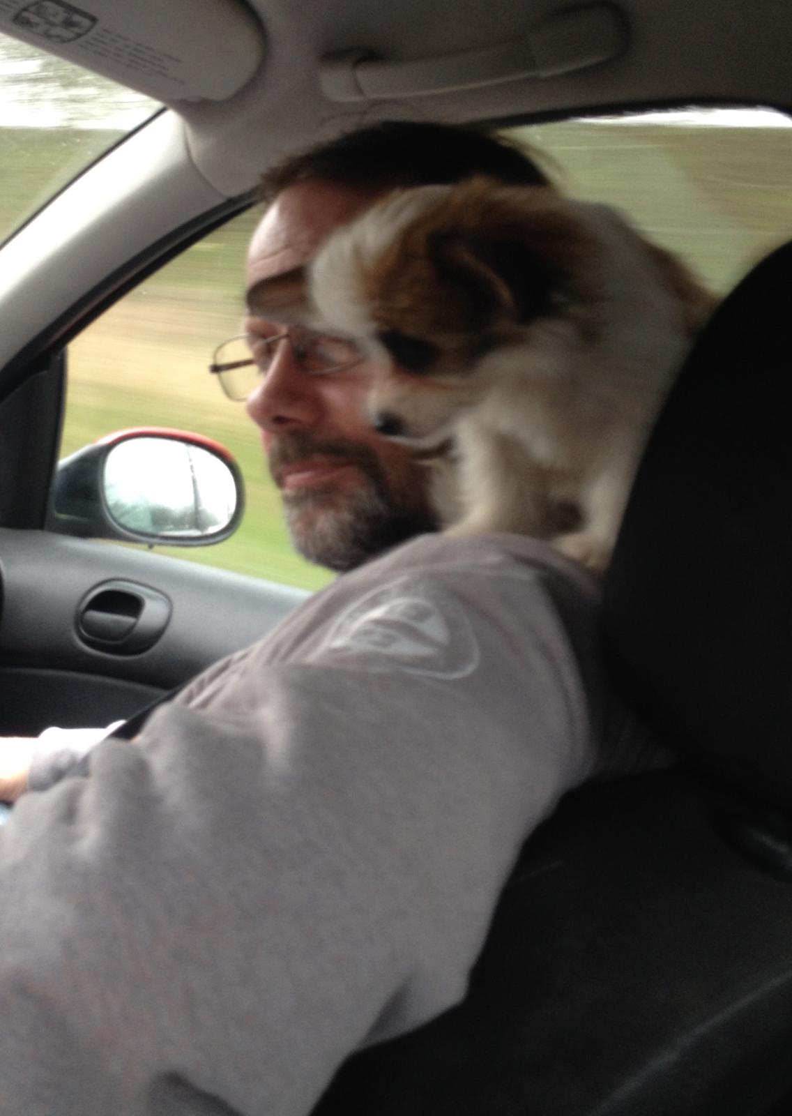 Blanding af racer Bella - Da vi havde hentet hende i Odense billede 37