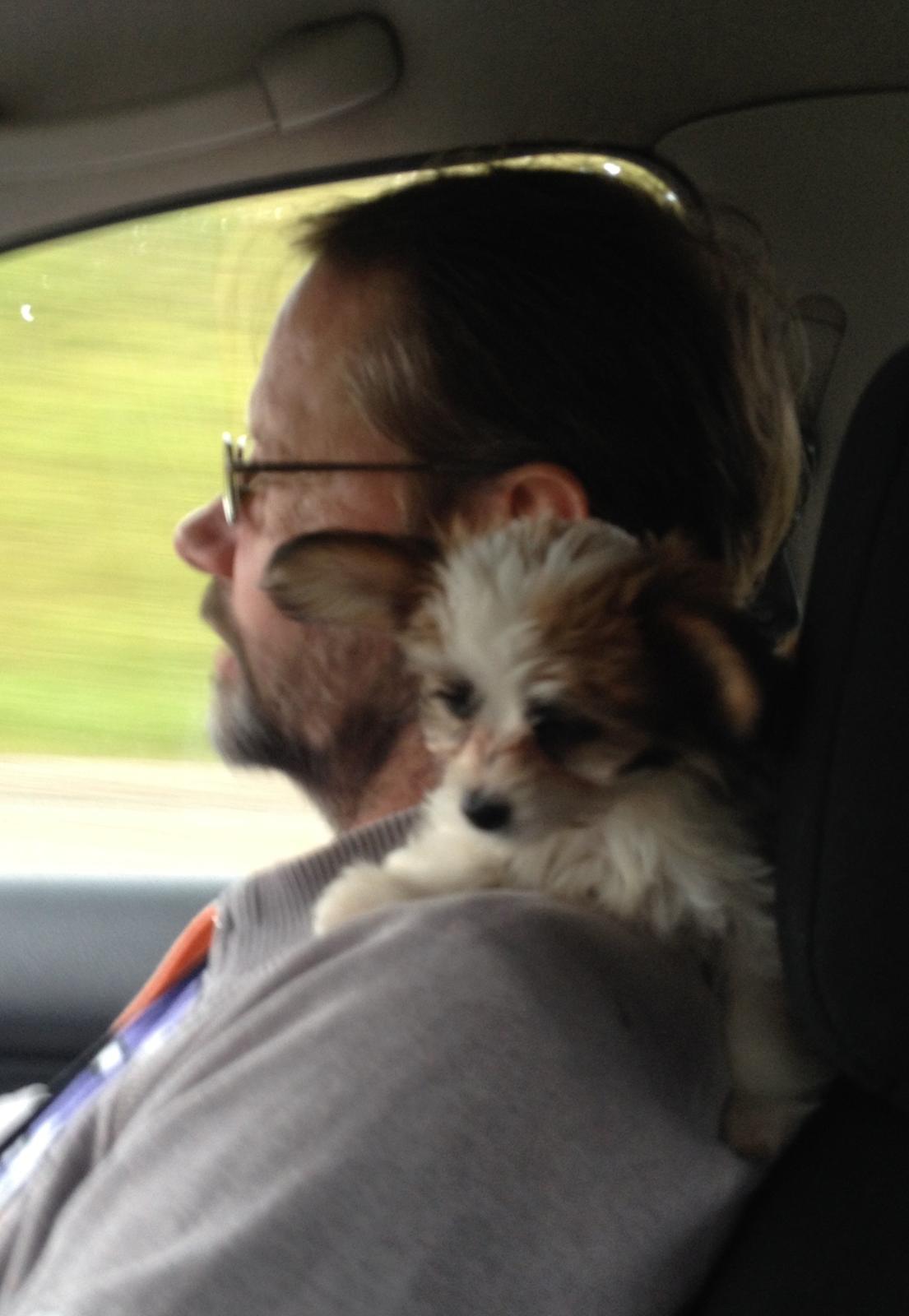 Blanding af racer Bella - Da vi havde hentet hende i Odense billede 35