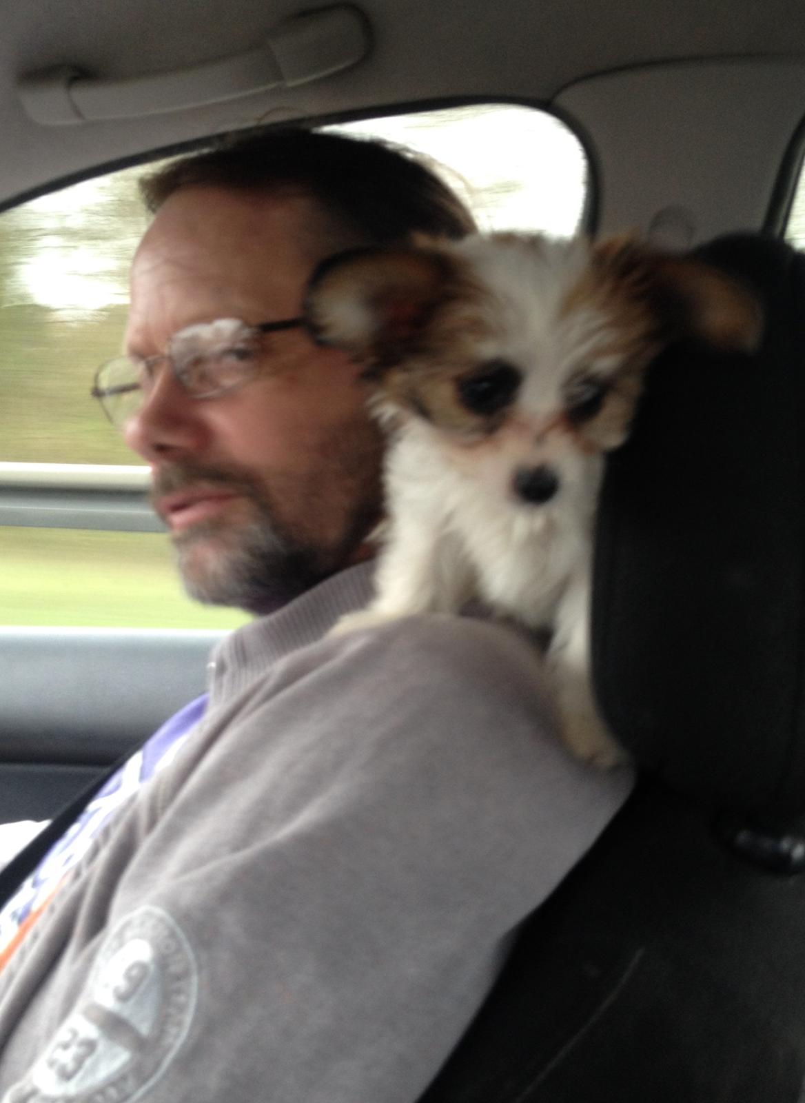 Blanding af racer Bella - Da vi havde hentet hende i Odense billede 34