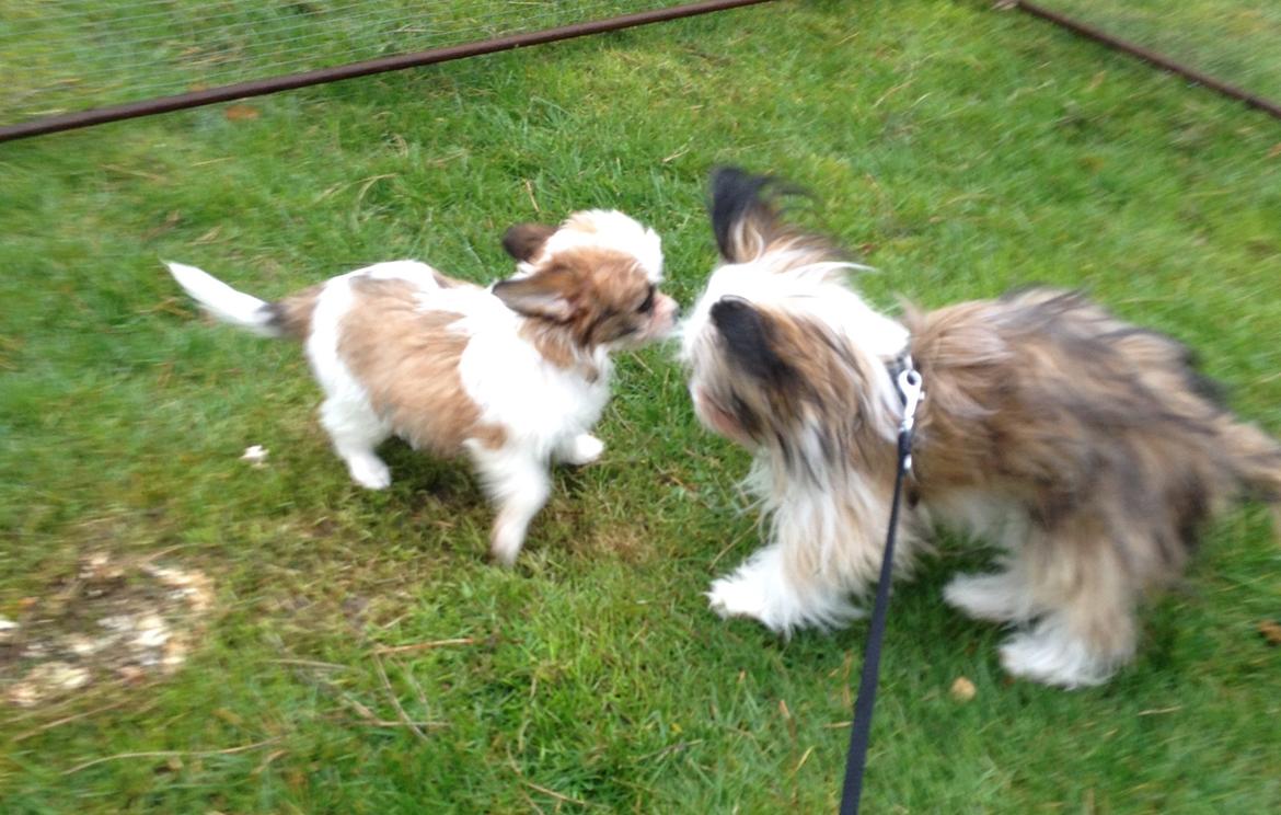 Blanding af racer Bella - Min datters hund Bølle og Balla.. ser hinanden for første gang. billede 39