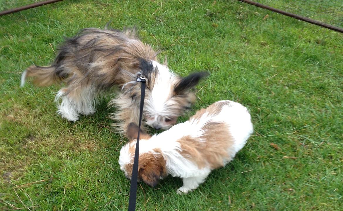 Blanding af racer Bella - Min datters hund Bølle og Balla.. ser hinanden for første gang. billede 40