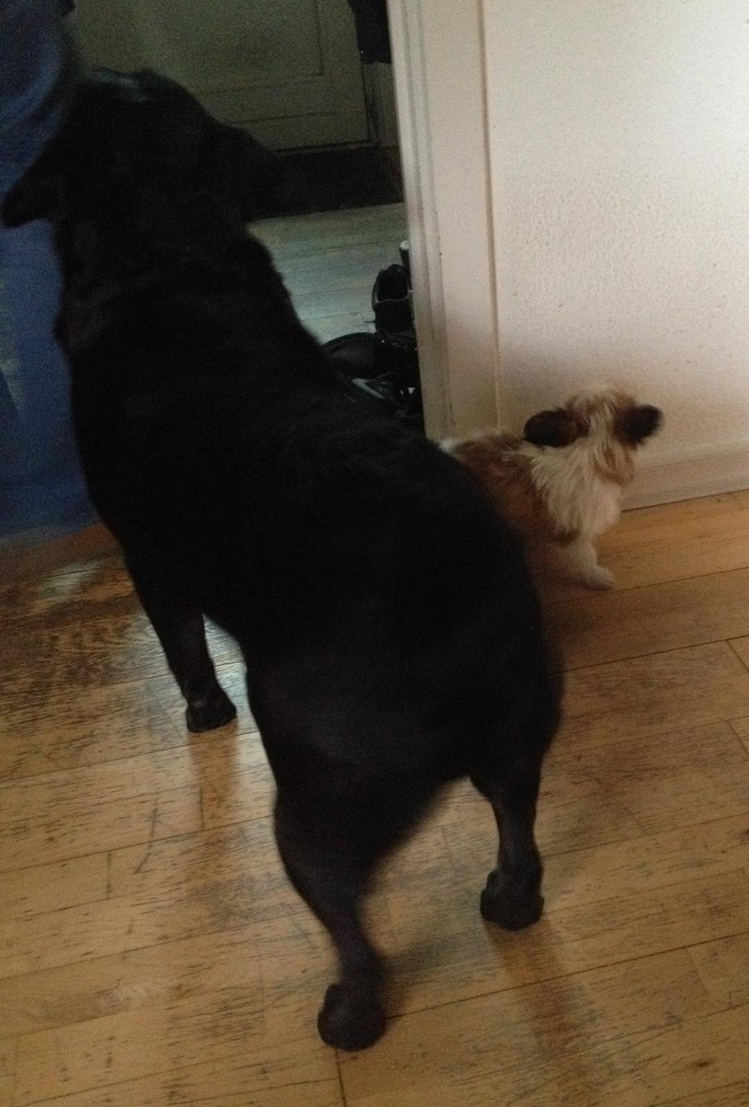 Blanding af racer Bella - Tyson ser Bella for første gang <3 billede 41