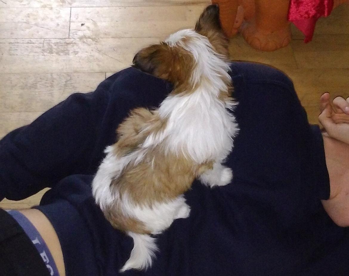 Blanding af racer Bella billede 42