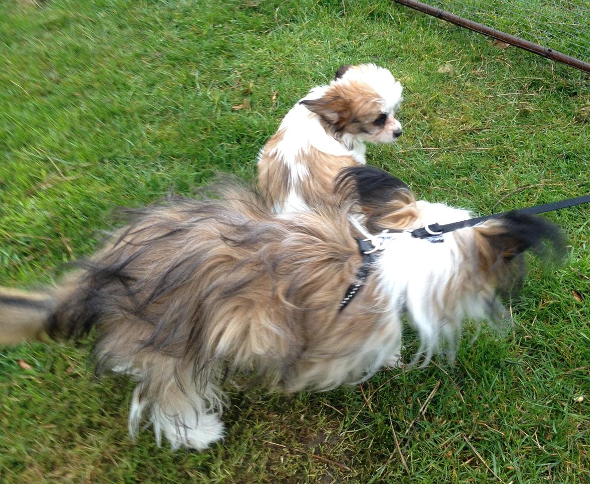 Blanding af racer Bella - Min datters hund Bølle og Balla.. ser hinanden for første gang. billede 38