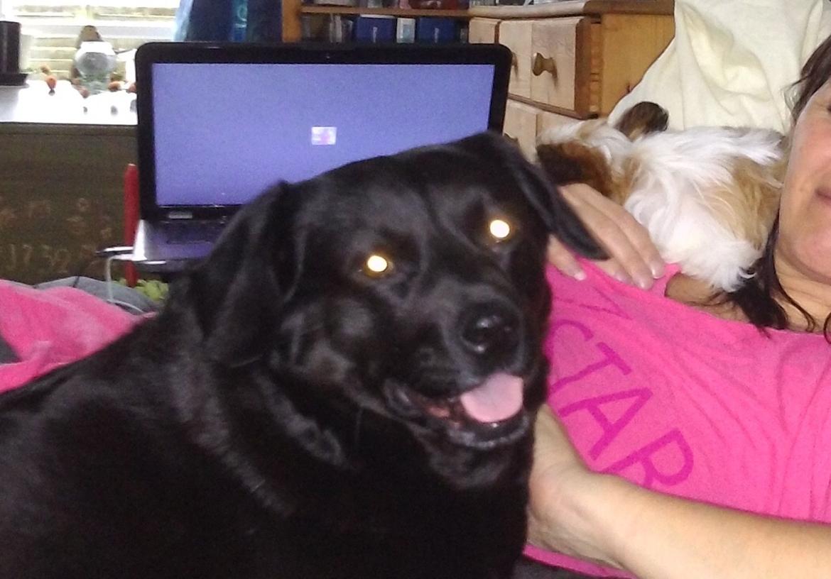 Blanding af racer Bella billede 44