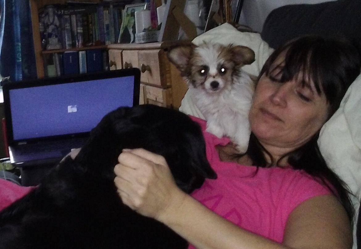 Blanding af racer Bella billede 43