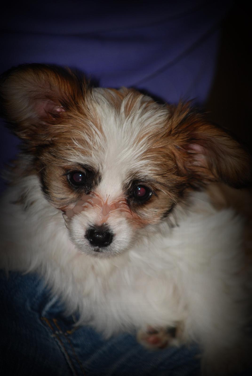 Blanding af racer Bella billede 18