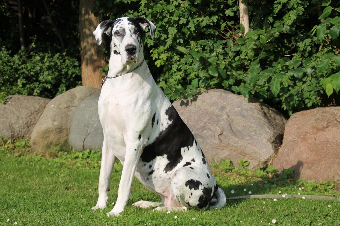 Grand danois Horsebjerg Athena (Himmelhund)  - Athena er nu blevet en ældre dame på næsten 9½ år billede 2